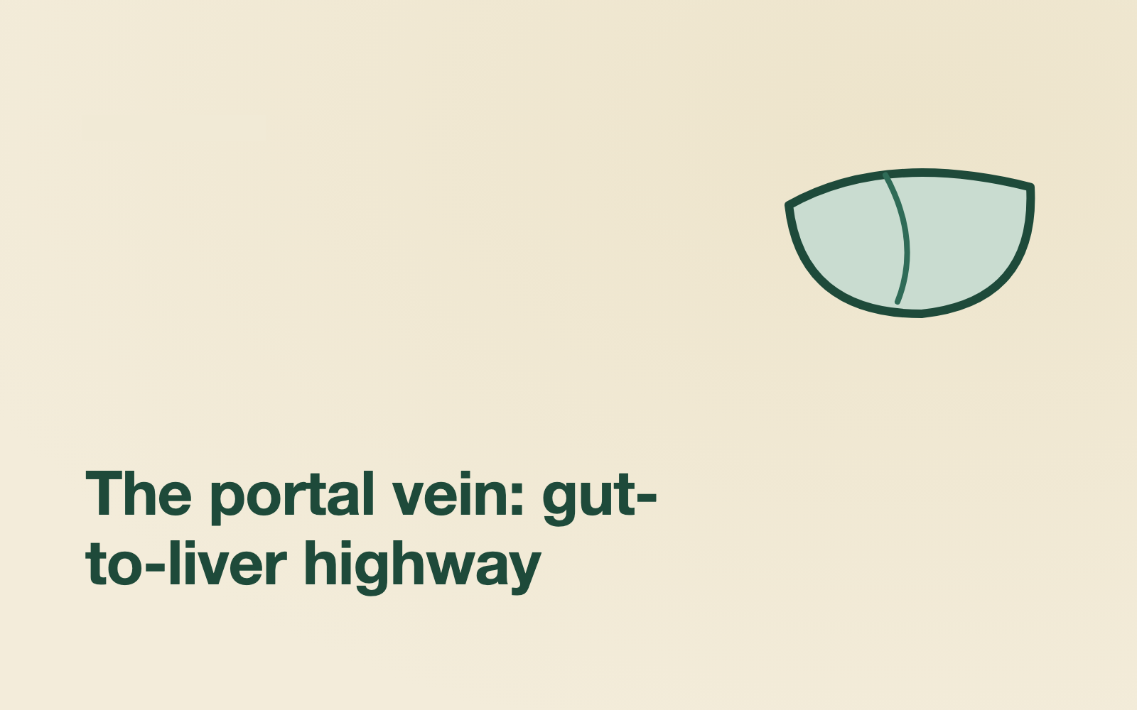 The Gut–Liver Axis: Why Your Microbiome Matters for Fatty Liver Disease